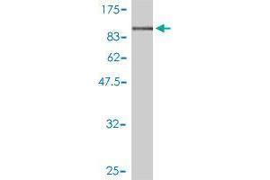 Western Blot detection against Immunogen (90. (Ubiquilin 1 antibody  (AA 1-589))