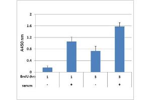 Proliferation Assay (ProA) image for CytoSelect™ BrdU Cell Proliferation ELISA Kit (ABIN2344922)