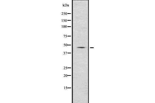 Renin antibody  (Internal Region)