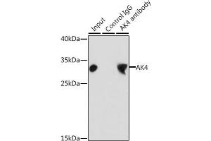 Immunoprecipitation analysis of 200 μg extracts of HepG2 cells, using 3 μg  antibody (ABIN3022789, ABIN3022790, ABIN3022791 and ABIN6219230). (AK4 antibody  (AA 1-223))
