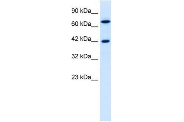 TOX2 antibody  (N-Term)