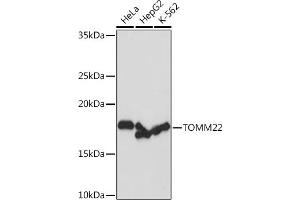 Western blot analysis of extracts of various cell lines, using TOMM22 Rabbit mAb (ABIN7270930) at 1:1000 dilution. (TOMM22 antibody)