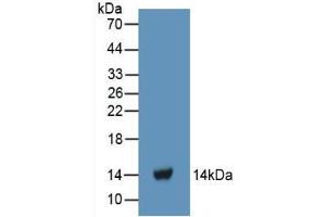 Western blot analysis of recombinant Human FGa. (FGA antibody  (AA 124-214))