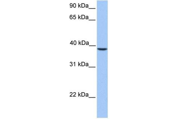 SUN3 antibody  (C-Term)