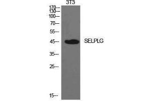 Western Blotting (WB) image for anti-Selectin P Ligand (SELPLG) (Internal Region) antibody (ABIN3178918) (SELPLG antibody  (Internal Region))