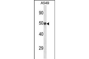 Western blot analysis in A549 cell line lysates (35ug/lane). (HEMGN antibody  (C-Term))