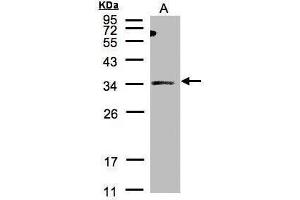 WB Image Sample(30 μg of whole cell lysate) A:HeLa S3, 12% SDS PAGE antibody diluted at 1:500 (ST3GAL1 antibody)