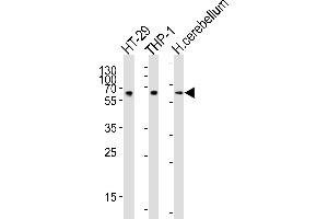 Western blot analysis of lysates from HT-29, THP-1 cell line, human cerebellum tissue lysate (from left to right), using C Antibody (Center) (ABIN654467 and ABIN2844201). (CF150 (AA 266-295) antibody)