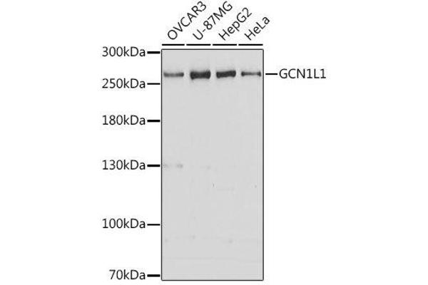 GCN1L1 anticorps  (AA 2462-2671)