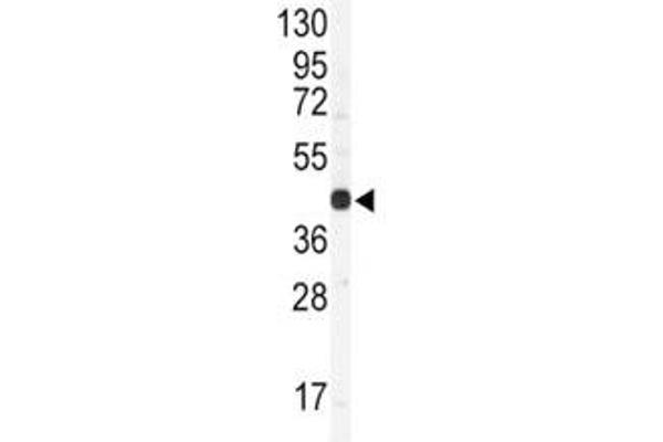 Connexin 43/GJA1 antibody  (AA 107-138)