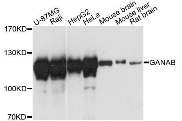 GANAB antibody  (AA 1-260)