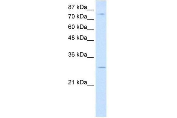 RBM28 antibody  (C-Term)