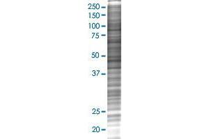 ANGPTL5 transfected lysate. (ANGPTL5 293T Cell Transient Overexpression Lysate(Denatured))