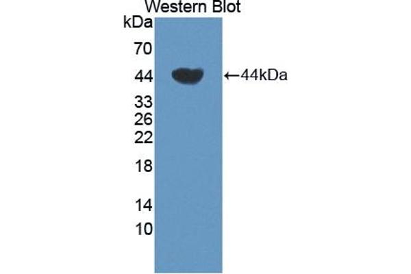 TCN1 antibody  (AA 24-433)