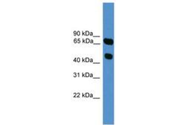 SYT16 antibody  (AA 51-100)