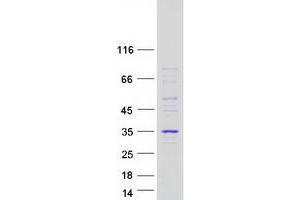 Validation with Western Blot (Caspase 1 Protein (CASP1) (Myc-DYKDDDDK Tag))