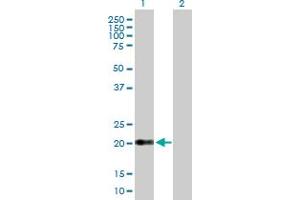 Western Blot analysis of CLDN15 expression in transfected 293T cell line by CLDN15 MaxPab polyclonal antibody. (Claudin 15 antibody  (AA 1-228))