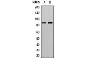 Western blot analysis of RSK4 expression in HeLa (A), HepG2 (B) whole cell lysates. (RPS6KA6 antibody  (C-Term))