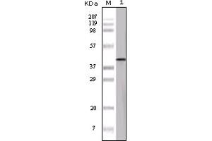 Western Blotting (WB) image for anti-Ovalbumin (OVA) antibody (ABIN2464089) (Ovalbumin antibody)