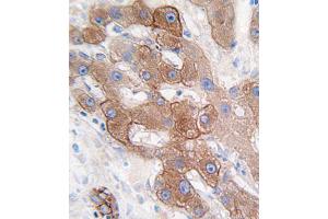 Immunohistochemistry (IHC) image for anti-Cytochrome P450, Family 3, Subfamily A, Polypeptide 5 (CYP3A5) antibody (ABIN3003497) (CYP3A5 antibody)