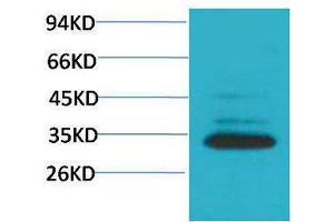 Western Blotting (WB) image for anti-Caspase 3 (CASP3) antibody (ABIN3179101) (Caspase 3 antibody)