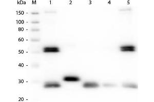 Western Blotting (WB) image for Goat anti-Rat IgG antibody (DyLight 649) - Preadsorbed (ABIN6699158)