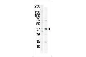 Antibody is used in Western blot to detect CAMK1 in HeLa cell lysate (lane 1) and primate brain tissue lysate (lane 2). (CAMK1 antibody  (C-Term))