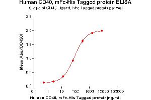 ELISA plate pre-coated by 2 μg/mL (100 μL/well) Human CD40 Ligand,hFc tagged protein ABIN6964081, ABIN7042417 and ABIN7042418 can bind Human CD40, mFc-His tagged protein (ABIN6961088, ABIN7042205 and ABIN7042206) in a linear range of 0. (CD40 Protein (CD40) (AA 21-193) (mFc-His Tag))