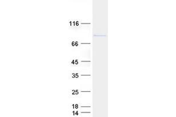 ELAC2 Protein (Myc-DYKDDDDK Tag)