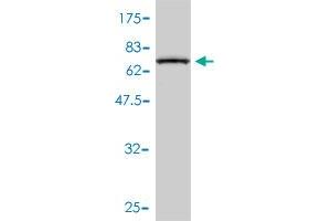 Western Blot detection against Immunogen (70. (STAM antibody  (AA 1-403))