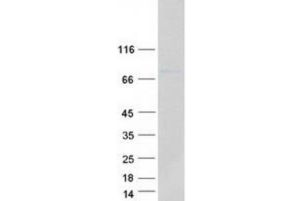 GTPBP4 Protein (Myc-DYKDDDDK Tag)