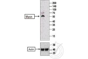 Western Blotting (WB) image for anti-N-Myc Proto-Oncogene Protein (MYCN) (AA 401-464) antibody (ABIN760676)