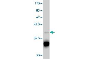 Western Blot detection against Immunogen (37. (T-Box 18 antibody  (AA 454-560))