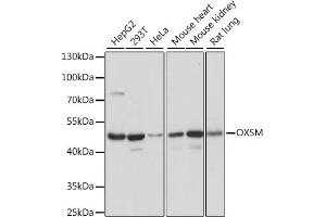 Western blot analysis of extracts of various cell lines, using OXSM antibody (ABIN7265334) at 1:1000 dilution. (OXSM antibody  (AA 80-459))