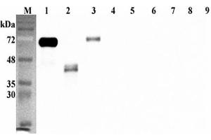 Western blot analysis using anti-DLK1 (human), pAb  at 1:5'000 dilution. (DLK1 antibody  (Extracellular Domain))