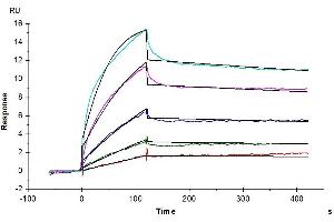 Surface Plasmon Resonance (SPR) image for Epidermal Growth Factor (EGF) protein (ABIN7274522)