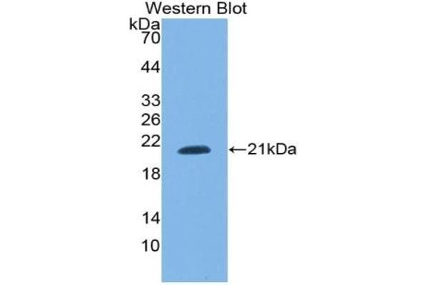 SNRPC antibody  (AA 2-159)