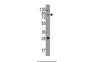 Western blot analysis of anti-Junctophilin 3 Pab in mouse brain tissue lysates (35ug/lane). (Junctophilin 3 antibody  (AA 549-578))