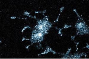 Immunofluorescent staining of PC12 cells. (JNK/SAPK1 (Pan) (AA 264-415) antibody)