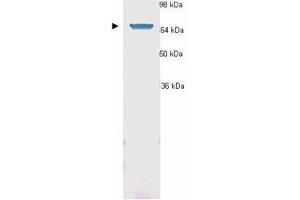 Western Blotting (WB) image for anti-Heat Shock 70kDa Protein 1A (HSPA1A) (AA 436-503) antibody (ABIN6656050)