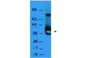 Image no. 1 for anti-LacI antibody (ABIN401452) (LacI antibody)