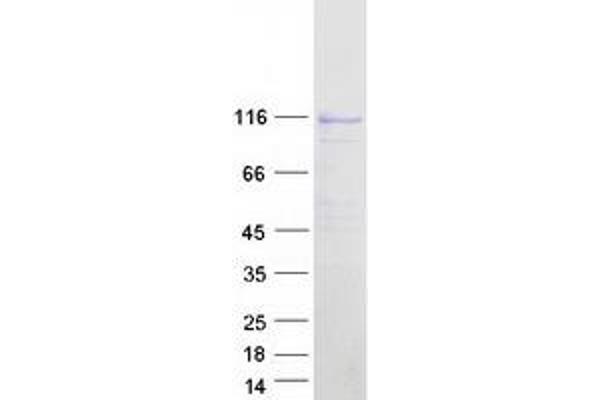 MCF2L Protein (Transcript Variant 2) (Myc-DYKDDDDK Tag)