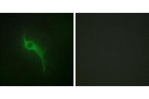 Peptide - +Immunofluorescence analysis of HeLa cells, using Collagen V α1 antibody. (COL5A1 antibody)