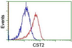 Image no. 2 for anti-Cystatin SA (CST2) antibody (ABIN1497757) (CST2 antibody)