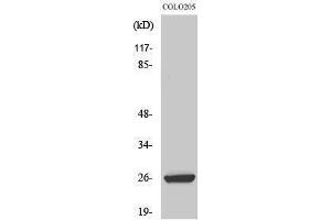 Western Blotting (WB) image for anti-High Mobility Group Box 2 (HMGB2) (Internal Region) antibody (ABIN3175515) (HMGB2 antibody  (Internal Region))
