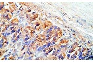 Rat stomach tissue was stained by Rabbit Anti-Spexin (H) Antibody (Spexin antibody)