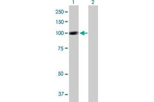 Western Blot analysis of SIK1 expression in transfected 293T cell line by SIK1 MaxPab polyclonal antibody. (SIK1 antibody  (AA 1-783))