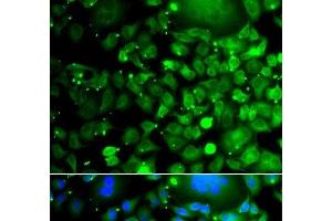 Immunofluorescence analysis of A549 cells using MOCS3 Polyclonal Antibody (MOCS3 antibody)