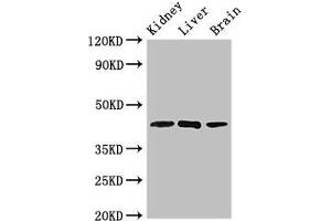 Western Blot Positive WB detected in: Mouse kidney tissue, Rat liver tissue, Rat brain tissue All lanes: KLF12 antibody at 2. (KLF12 antibody  (AA 36-313))