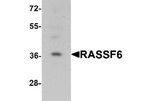 Western blot analysis of RASSF6 in 293 cell lysate with RASSF6 antibody at 1 µg/mL. (RASSF6 antibody  (Middle Region))